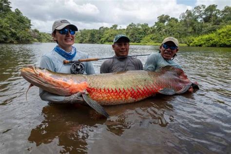 Guyana; Focus on Rewa Lodge Arapaima Fly Fishing 2022-2023 - Aardvark ...