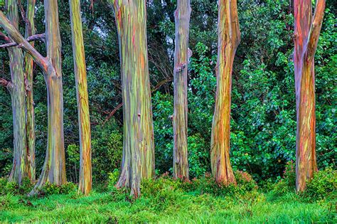 Rainbow Eucalyptus Trees Are One Of The Most Colorful Trees - Small Joys