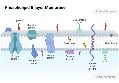 Phospholipid Bilayer- Structure, Types, Properties, Functions