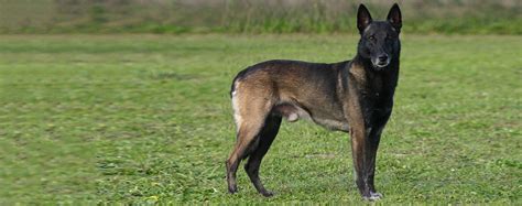 Belgian Malinois - Dog Breed Health, History, Appearance, Temperament ...