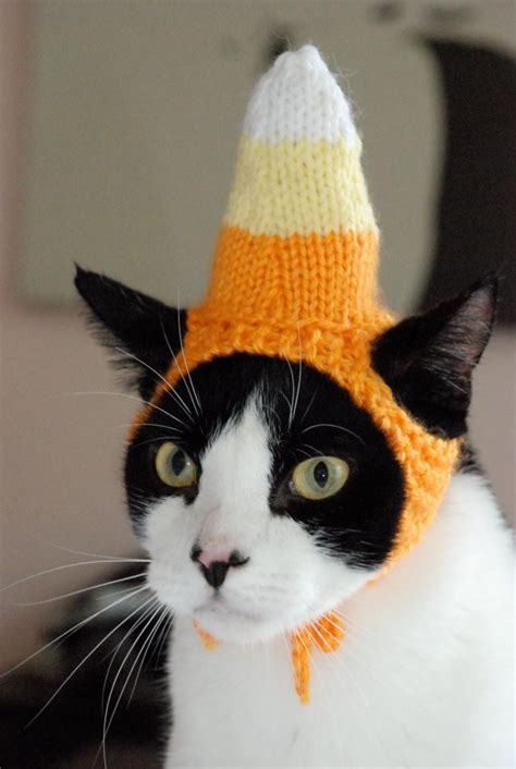 CAT FRIDAY: Cats in Hats | Bloglander