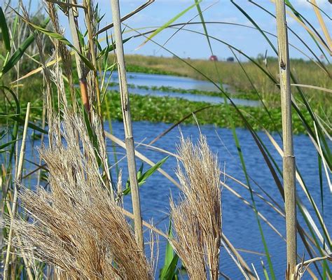 Everglades plants 3 | Flickr - Photo Sharing!