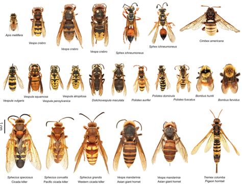 THE MOST COMMON — Texas Insect Identification Tools | Insect ...