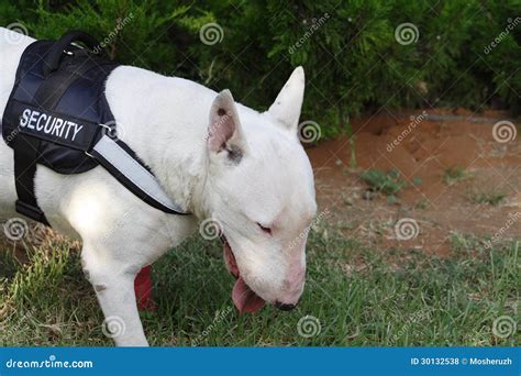 Fighting Dog Bull Terrier Breed Stock Photo - Image of guard, teeth: 30132538