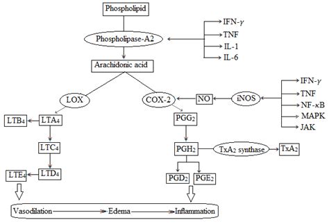 Inflammation pathway. COX [cyclooxygenase]; IL [interleukin]; LT... | Download Scientific Diagram