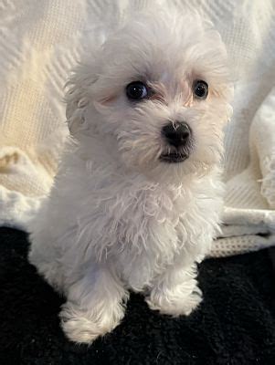 Hainesville, IL - Maltipoo. Meet ADOPTION PENDING Bora Bora a Pet for Adoption - AdoptaPet.com