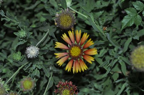 Can anyone identify this Asteraceae species.....?