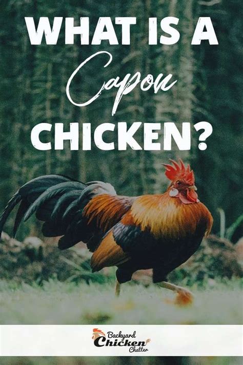 What Kind of Chicken is a Capon?