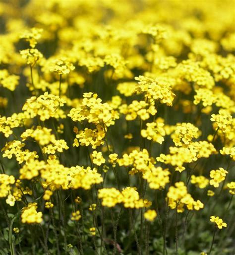 12 Stinky Plants to Avoid Planting in Your Yard - PureWow