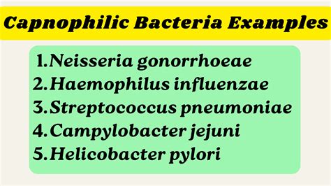 Capnophilic Bacteria Examples - RBR Life Science