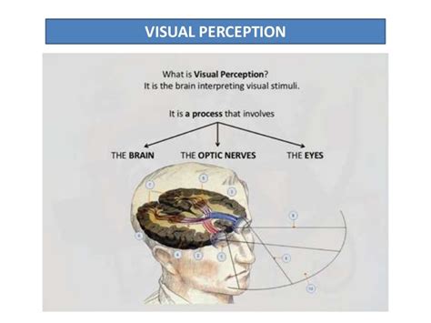 Visual perception