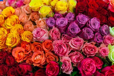 Rose Colour Meanings And Symbolism | Lawn.com.au