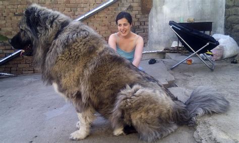 Russias toughest prisons use Caucasian Mountain Shepard dogs as guard ...