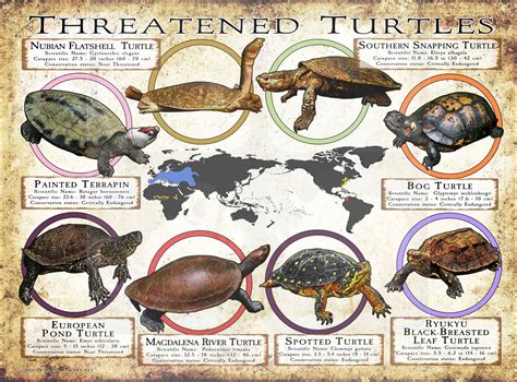 Threatened Freshwater Turtle Species of the World Poster Print