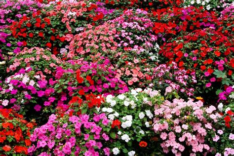 How to Grow and Care for Impatiens