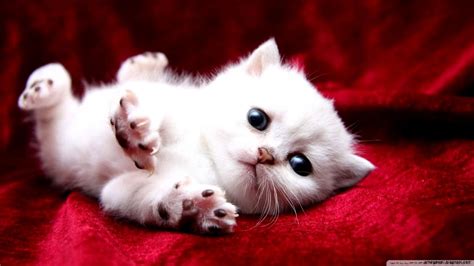 Adorable Kitty Wallpapers | Mega Wallpapers