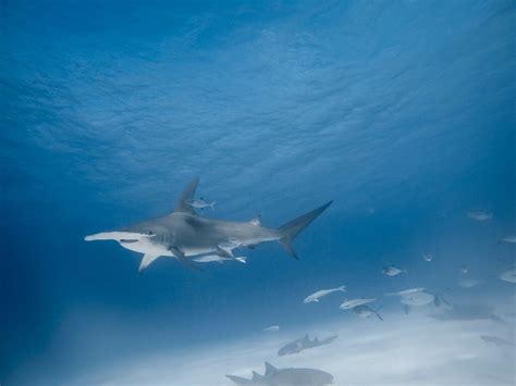 Great Hammerhead in February 2018 by Zarce · iNaturalist