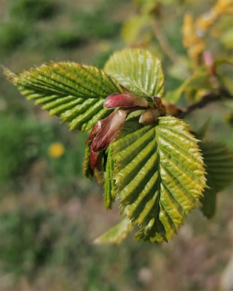 Spring Green – An Enchanted Place