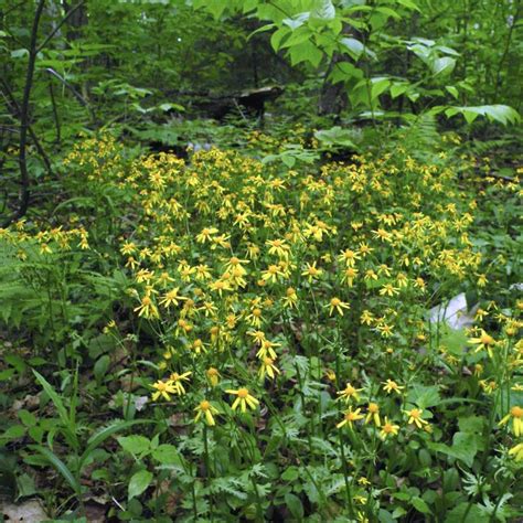 23 Ground Cover Plants For Shade (That Add Texture) - Artsy Pretty Plants