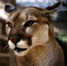 Florida Panther - Endangered Species of the SE U.S.