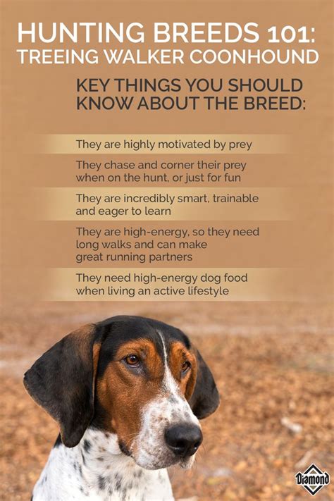 The Complete Guide To Treeing Walker Coonhounds Finding,