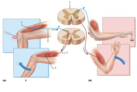 Monosynaptic Reflex Diagram | Quizlet