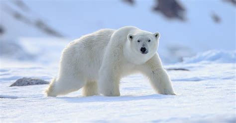 Check Out the Largest Kodiak Bear Ever Recorded