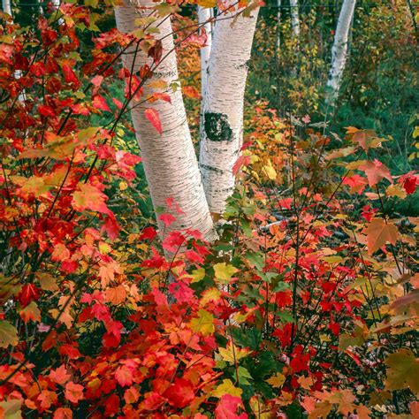 Paper Birch Tree – Green Thumbs Garden