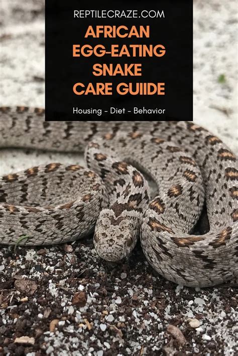 African Egg-Eating Snake Care Guide - Reptile Craze