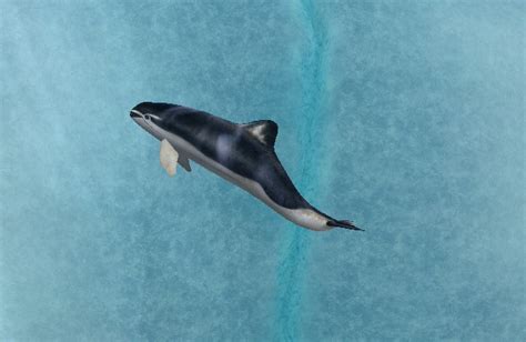 Spectacled Porpoise Partner | Endless Ocean Wiki | FANDOM powered by Wikia