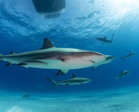 Bahamas Shark Tourism Value | Shark Allies