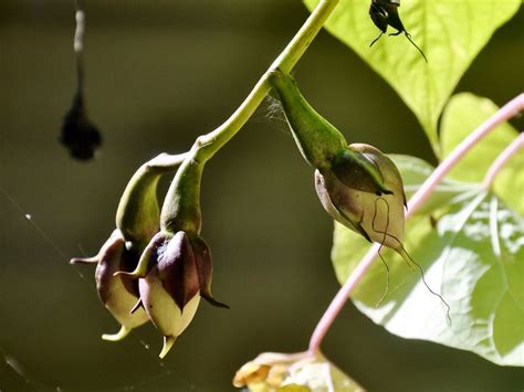 Moonflower Seedpods | Smithsonian Photo Contest | Smithsonian Magazine