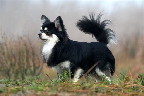 Long Haired Chihuahua: A Cute Little Furry Friend