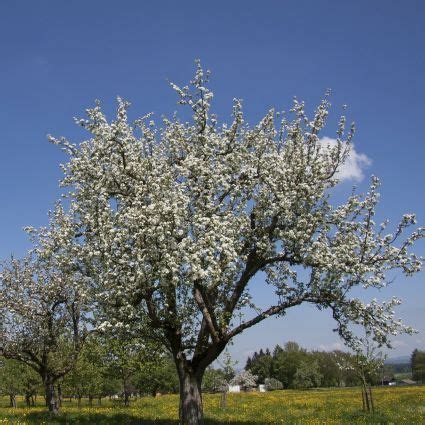 Fuji Apple Tree | Buy at Nature Hills Nursery | Apple tree, Fuji apple, Tree