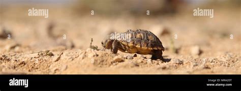 6 month old desert tortoise eats hi-res stock photography and images ...