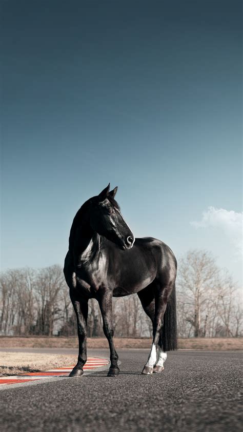 Black Horse Wallpaper