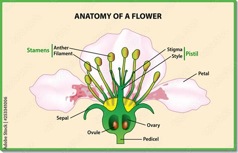 Vector Flower Parts Diagram With Stem Cross Section Anatomy Of Plant | The Best Porn Website