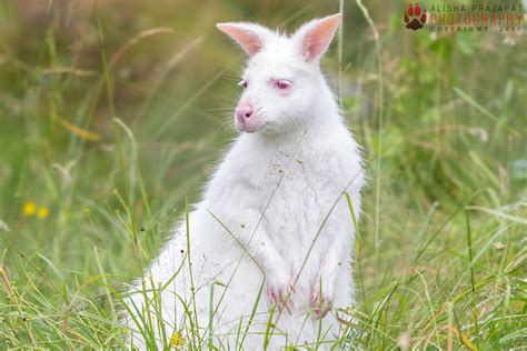 Albino Wallaby. by Ravenith on DeviantArt