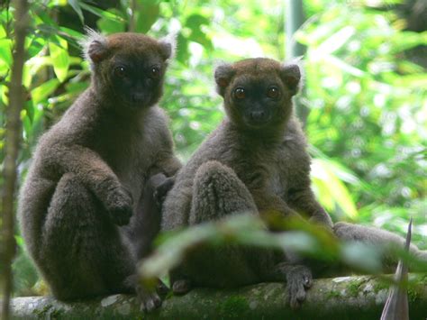 Improving the Habitat Sustainability of Lemurs in the Ankeniheny-Zahamena Forest Corridor - IUCN SOS