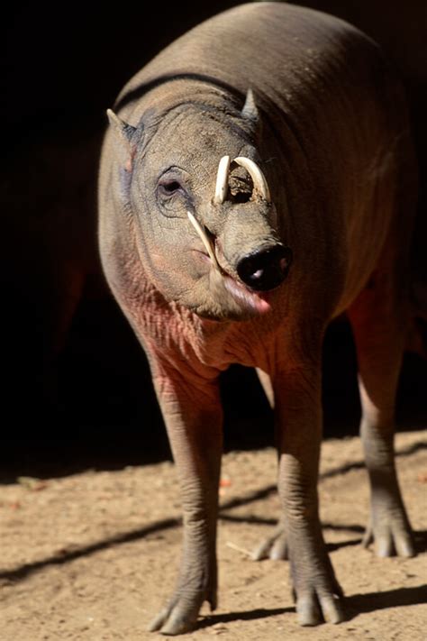 Babirusa | San Diego Zoo Animals & Plants