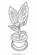 Turmeric Plant Coloring Page For Kids  Free Plants Printable Coloring sketch template