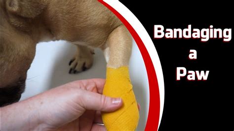 Should I Bandage My Dog’S Paw? A Guide To Proper Care