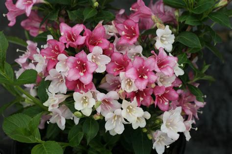 Variegated Weigela Shrub