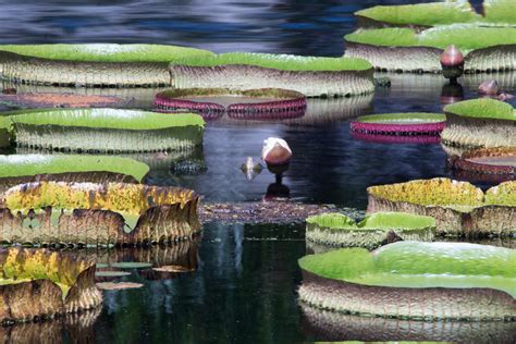 Giant Lily Pads Photograph by J Darrell Hutto