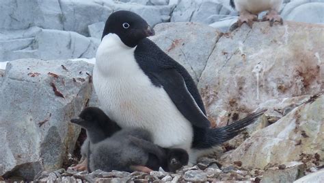 Penguins losing habitat in Antarctica, could be decimated by 2099