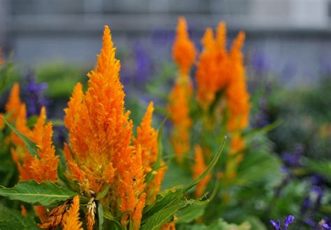 Fire Plant | In the Herb Garden at the Brooklyn Botanic Gard… | Flickr