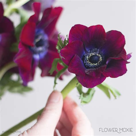 Burgundy Anemone Flower | DIY Wedding Flowers | Flower Moxie