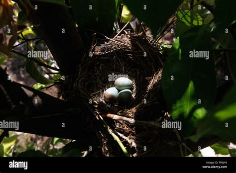 Turdus merula nest hi-res stock photography and images - Alamy