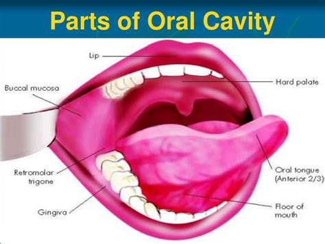 PPT - Anatomy of Oral Cavity, Pharynx & Oesophagus PowerPoint ...