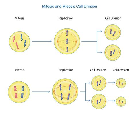 Difference Between Mitosis Meiosis | Porn Sex Picture